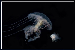 Jellyfish with a friend by Dejan Sarman 